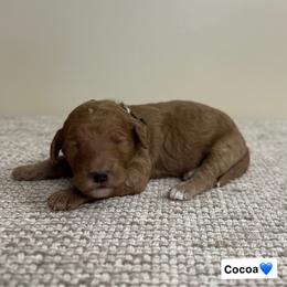 Cocoa - Red  male Goldendoodle puppy in Crothersville, Indiana from Wischmeier’s Doodles