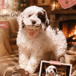 Spot - Brown and white female Cockapoo puppy in Millville, California from Hope Lane Kennels