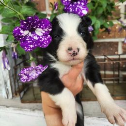 Border Collie Puppies from Cullins Collies
