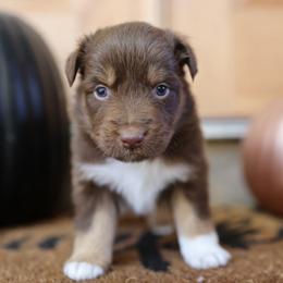 WITCHY - Red tri-color female Australian Shepherd puppy in Star City, Arkansas from Blush & Lace Aussie Co.