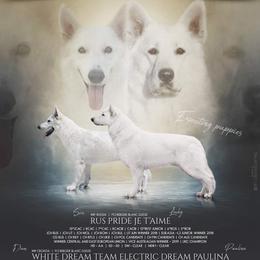 Berger Blanc Suisse puppies from Scenic Creek German Shepherds and White Swiss Shepherds
