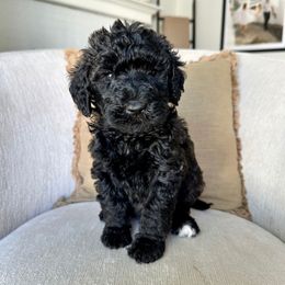Leaves - Black male Labradoodle puppy in Newark, Ohio from Raising Doodles
