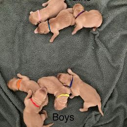 Golden Retriever Puppies from Sarah Johnson