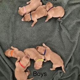 Golden Retriever Puppies from Sarah Johnson