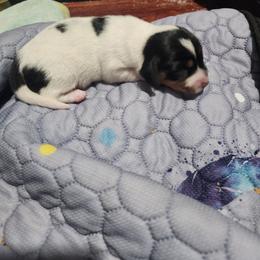 Beauty - Piebald female Dachshund puppy in Medina, Texas from Dachsunds On The River