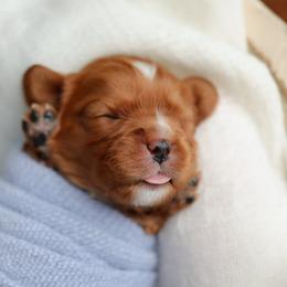 Cavalier King Charles Spaniel Puppies from Sweet Southern Cavaliers