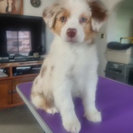 Aubrey - Red merle Australian Shepherd puppy in Apple Valley, California from Sunset Rose Aussies