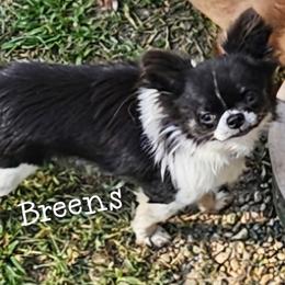 Napolean - Chihuahua