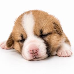 Hermione - Red female Pembroke Welsh Corgi puppy in Aumsville, Oregon from West Coast Corgi