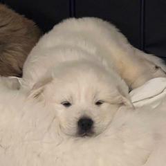Anatolian Pyrenees Puppies from Daisy's Dog House