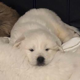 Anatolian Pyrenees Puppies from Daisy's Dog House