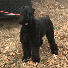 Pearl - Giant Schnauzer