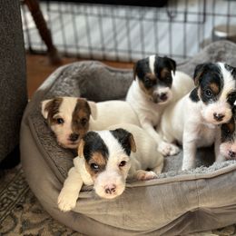 Jack Russell Terrier Puppies from Jigsaw Terriers