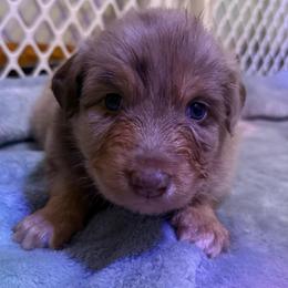 Superman - Red merle male Australian Shepherd puppy in East Hartford, Connecticut from CT Aussies
