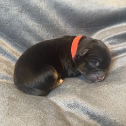 Onxy - Black tri female Miniature Australian Shepherd puppy in Artesia, New Mexico from Rocking Aussies