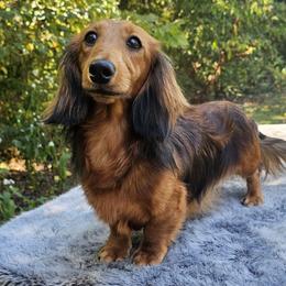 Pozee - Dachshund