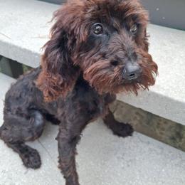 Pink collar girl - Black female Poodle puppy in Valdosta, Georgia from Posh Poodles