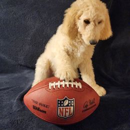 Goldendoodle Puppies from Hampton Blu Doodles