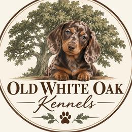 Dachshund puppies from White Oak Kennels