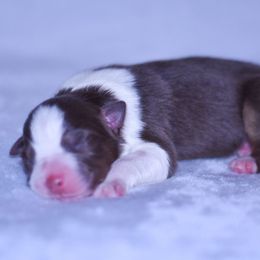 Anna - Red tri-color female Australian Shepherd puppy in Easton, Missouri from MMA Kennel