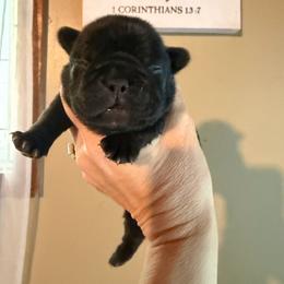Brindle girl - Brindle female French Bulldog puppy in Marion, Virginia from Frenchies Vom Reiches Tal