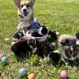 Golden Retriever and Pembroke Welsh Corgi Puppies from Silver Myst Acres