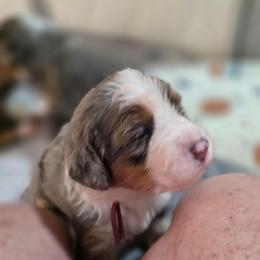 Beauty - Merle female Bernedoodle puppy in Mc Gaheysville, Virginia from Doting Doodles
