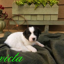Invicta (green girl) - female Sporty Mix puppy in Algona, Iowa from Ebonheart Kennel