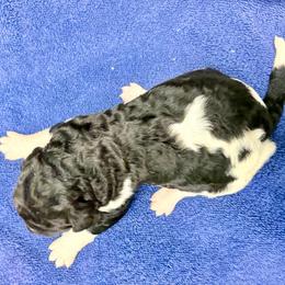Atlas - Parti male Poodle puppy in Meadowbrook, California from Standard Poodle Pups