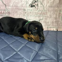 Boy 3 - male Doberman Pinscher puppy in Powder Springs, Georgia from Elite Dobermans of Atlanta