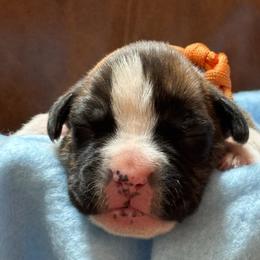 Orange Boy - Brindle male Boxer puppy in Gainesville, Georgia from RayJen Cajun Boxers