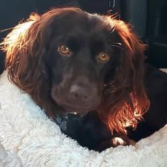 Boykin Spaniels from Tracey Snyder