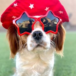 Maggie - Cavapoo