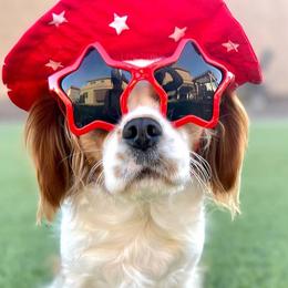 Maggie - Cavapoo