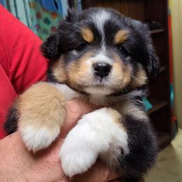 Miniature Australian Shepherd and Toy Australian Shepherd Puppies from Beasley Acres Aussies