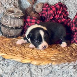 Dumbledore - Black tri male Toy Australian Shepherd puppy in California from Eagle River Aussies