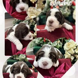 English Springer Spaniel Puppies from DAYSPRINGERS