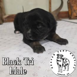 Verde - Black tri male Toy Australian Shepherd puppy in Jaroso, Colorado from Heaven Sent Aussies
