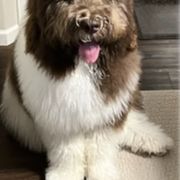 Assorted Doodle Crosses and Newfypoo All Grown Up from Hidden Haven Poodles and Doodles