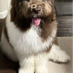 Assorted Doodle Crosses and Newfypoo All Grown Up from Hidden Haven Poodles and Doodles