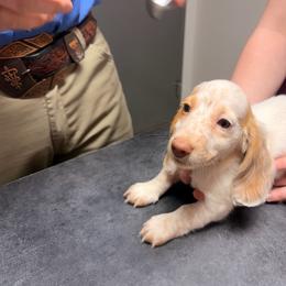 Rodger - Piebald male Dachshund puppy in Magnolia, Texas from Carrie’s Countryside Dachshunds