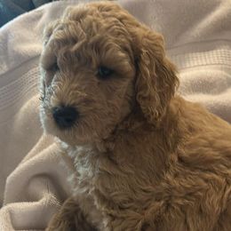 Poodles from Pine Street Poodles