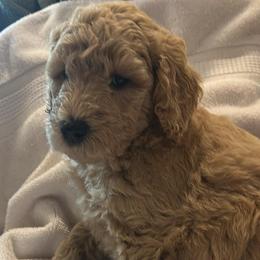 Poodles from Pine Street Poodles