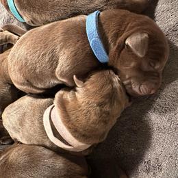 Dark Blue Boy - Chocolate male Labrador Retriever puppy in Rock Hill, South Carolina from North Star Retrievers