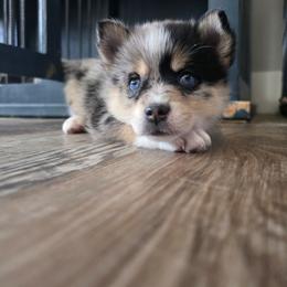 Kaya - Merle female Pomsky puppy in Wyoming from 307 Pomskys