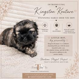 Kingston Kouture - Sable male Shih Tzu puppy in Trinity, North Carolina from Trinity Shih Tzu