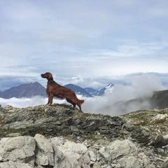 Irish Setters from Ambition Irish Setters