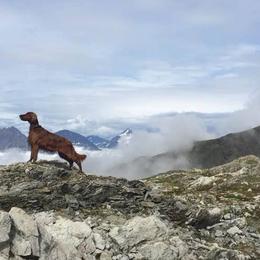 Irish Setters from Ambition Irish Setters