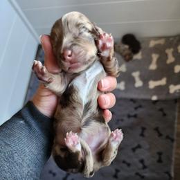 Callie - Dapple female Dachshund puppy in Anaconda, Montana from Williams Family Dachshunds