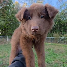 Bean - Liver male German Shepherd puppy in Winston Salem, North Carolina from Samtastic Shepherds